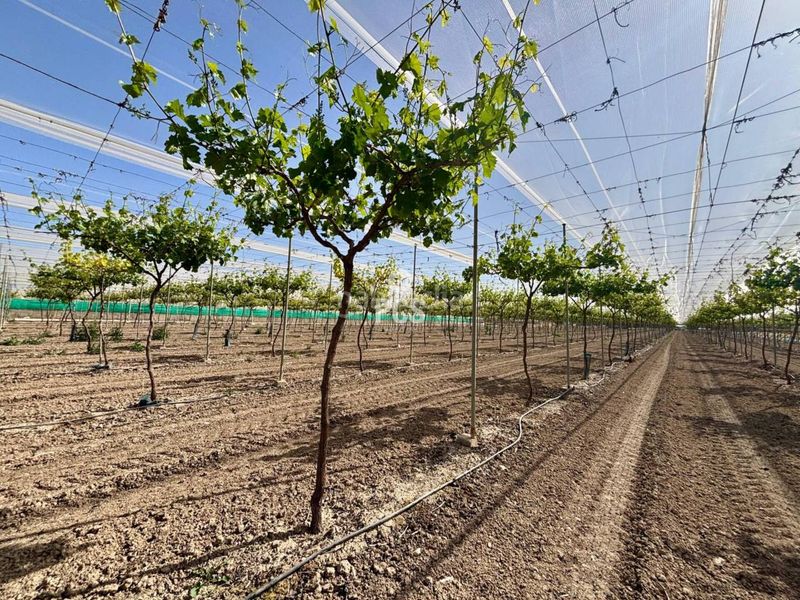 Foto 6d1869e1-af39-40b7-98c8-eef5e69dc3a7. Finca rústica a calle parral en produccion 1 a Totana