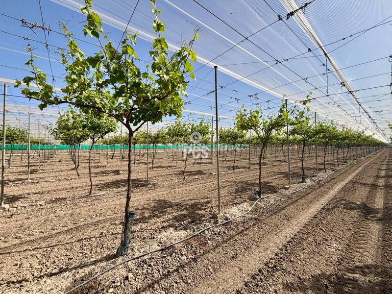 Foto 79f71880-a3a9-40f2-9548-0ade02dd4e5b. Finca rústica a calle parral en produccion 1 a Totana