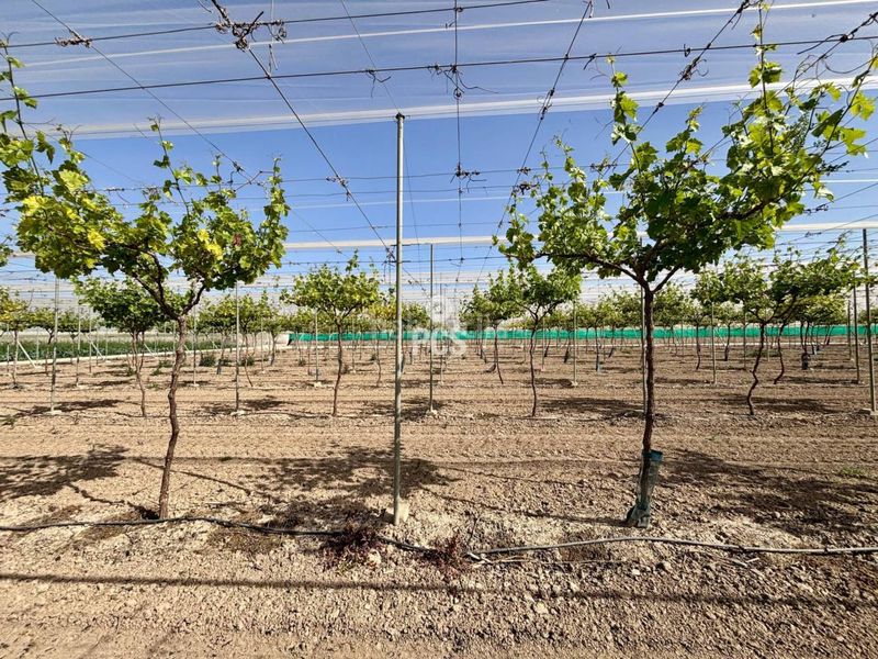 Foto 7caaa9b4-c2e9-4653-93d0-2b35958b6818. Finca rústica a calle parral en produccion 1 a Totana