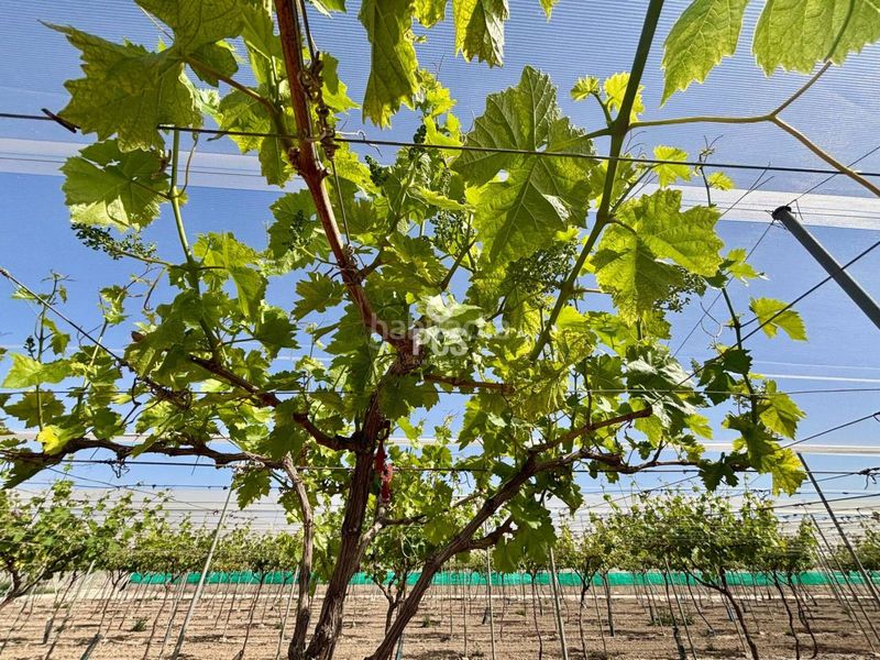 Foto 97eb4d63-1060-46dd-a913-c8983e9808ed. Finca rústica a calle parral en produccion 1 a Totana