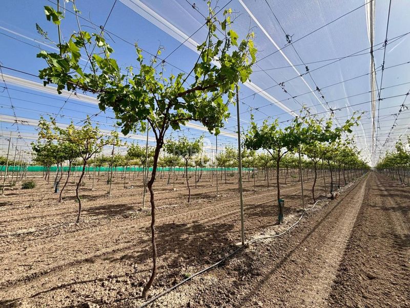 Foto ab8a540b-1ac1-4fa2-be6b-ef177b0a5cb2. Finca rústica a calle parral en produccion 1 a Totana