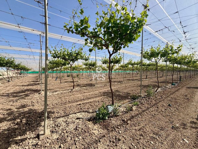 Foto aff868d6-fddd-4362-934d-f6f07ad06a89. Finca rústica a calle parral en produccion 1 a Totana