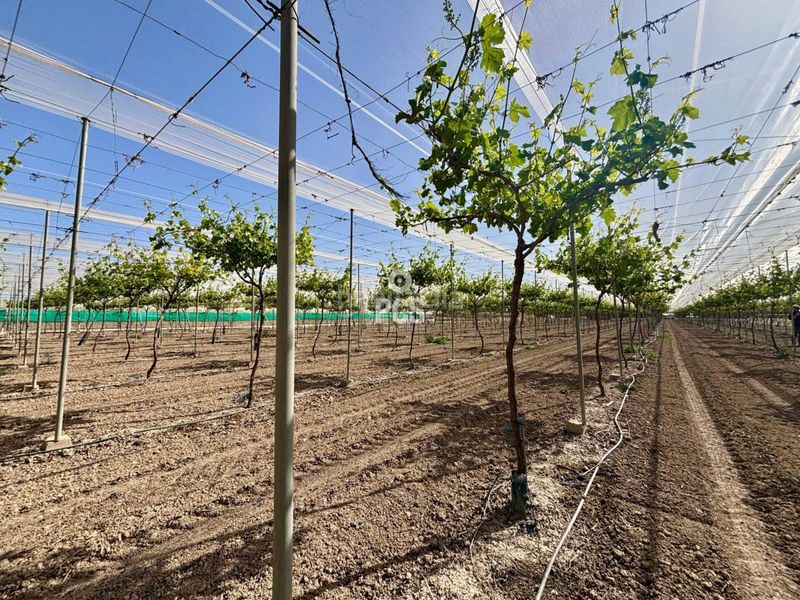 Foto c7058dc5-793c-4762-a086-096902e390f0. Finca rústica a calle parral en produccion 1 a Totana