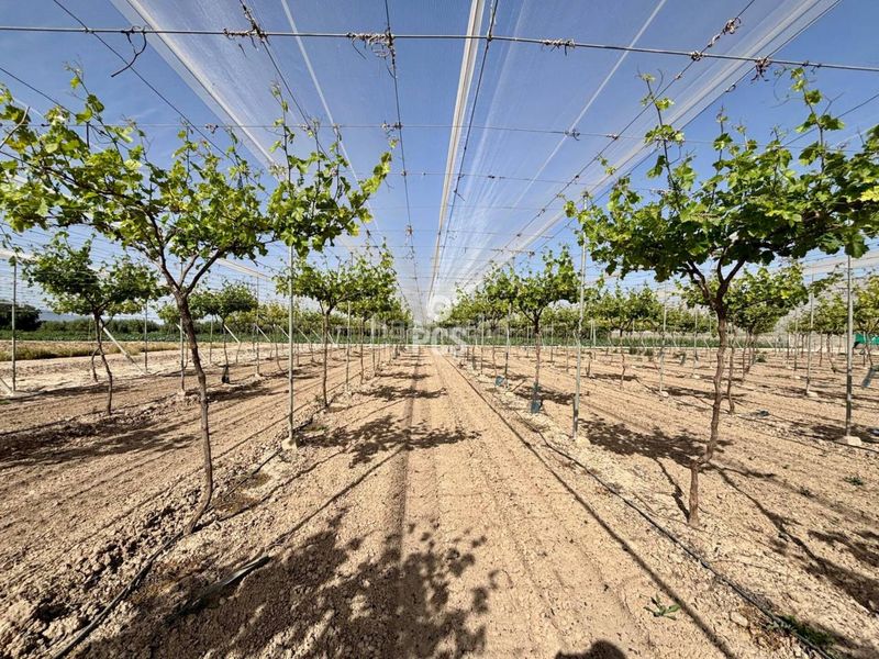 Foto ca1f60f6-e4b6-4207-a909-f4ac8e0200e2. Finca rústica a calle parral en produccion 1 a Totana