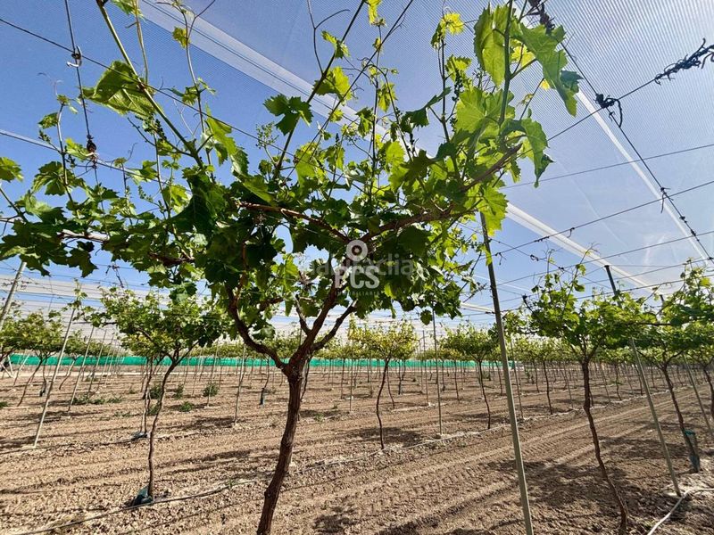 Foto df382823-3064-4fd2-9303-43fdff6c5814. Finca rústica a calle parral en produccion 1 a Totana