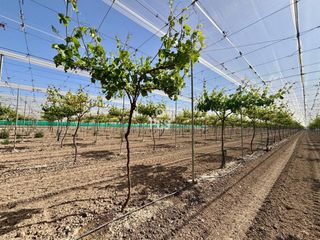 Fondo rustico  Calle parral en produccion 1. Venta de terreno llano de 8000 m en totana