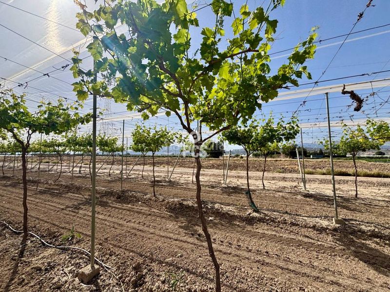 Foto e2c8ef2c-f402-4fbd-8509-6c9915c5f00b. Finca rústica a calle parral en produccion 1 a Totana