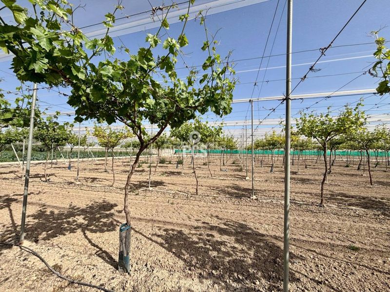 Foto fcaf58b0-43bc-424b-bfc1-8241753c04ee. Finca rústica a calle parral en produccion 1 a Totana