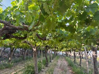 Finca rústica a Calle zona los secanos s/n. Venta de terreno de 8000 m en totana