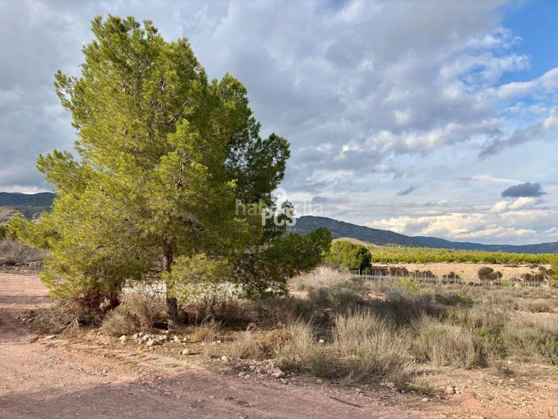 Foto 7ea8f118-318f-475d-85ea-0a5d36dfa999. Residential plot in zona camino yesares s/n in Totana