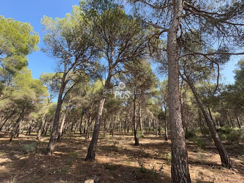 Foto 98211a20-5823-4c7f-b658-74e978d7ce65. Finca rústica a calle sierra espuña anexo balsa grande 3 s/n a Totana