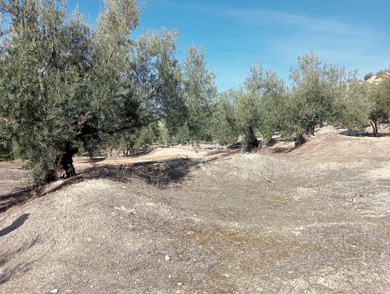 Foto 3ddd8977-adf4-4c20-9f8e-8a40df99a659. Finca rústica a Puente Jontoya - Puente de la Sierra - El Arroyo Jaén
