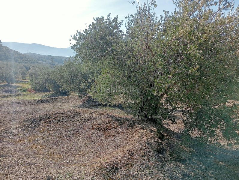 Foto 4c9da8d7-a147-4cdb-8cee-9e832231dcb3. Finca rústica a Puente Jontoya - Puente de la Sierra - El Arroyo Jaén