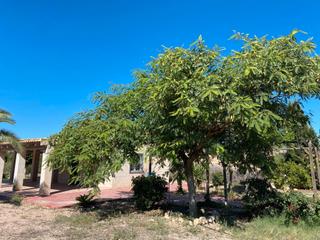 Finca rústica a La Murada - Los Vicentes. Tierra con balsa y casa de aperos