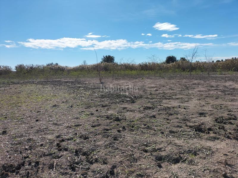 Foto 8b87b5db-cd30-4c26-bb4e-723ff0e86616. Fondo rustico in Algorós - El Derramador Elche / Elx