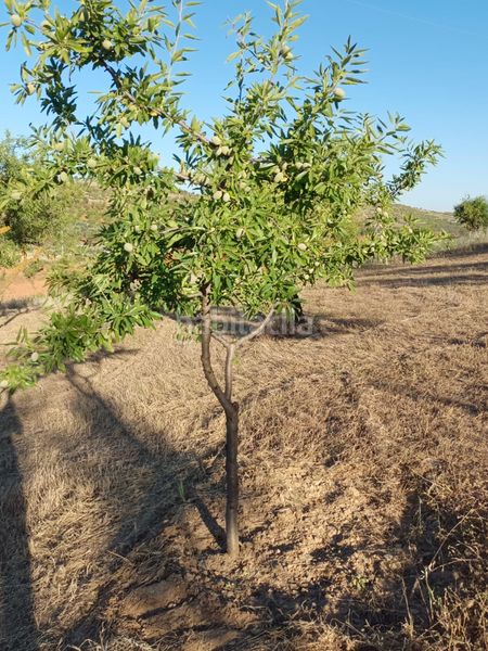 Foto 5a8517f4-796d-4bdd-bd61-1434ea36059a. Finca rústica a Nigüelas