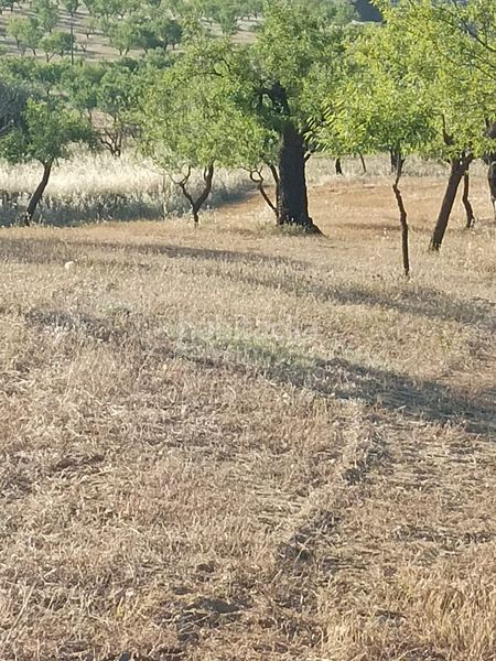 Foto 6379e010-2bdf-4a97-828c-4a7cd137d032. Finca rústica a Nigüelas