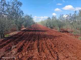 Finca rústica a Calle lópez de ayala 27. Gran finca de olivo variedad manzanilla fina de riego.