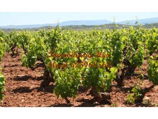 Masia a Solana de los Barros. Gran finca de viña en solana de los barros