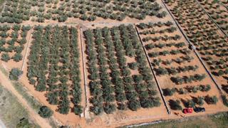 Finca rústica a N/a. Tesoro rural: terreno vinyes en el corazón de cataluña, con oliv