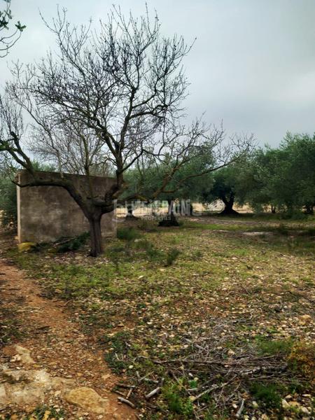 Foto 7349bad1-d074-4c72-91c1-2876e7e816e8. Landgut in Grau - Quintanes Amposta