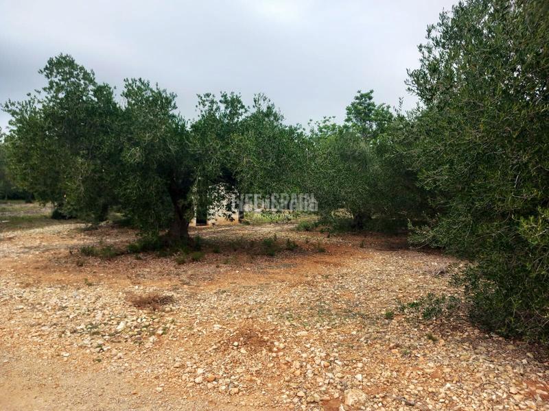 Foto a080c4f9-3f10-44a1-9b52-7711eeef3707. Landgut in Grau - Quintanes Amposta