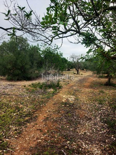 Foto d0e519c5-410d-4921-9e01-457d9d47cff1. Landgut in Grau - Quintanes Amposta