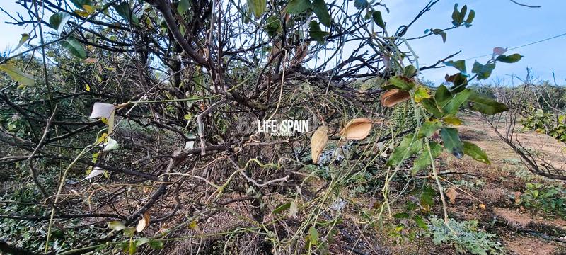 Foto 15d3cb4f-ff33-44f1-8ad7-9d5844c9443f. Country house in Vinallop Tortosa