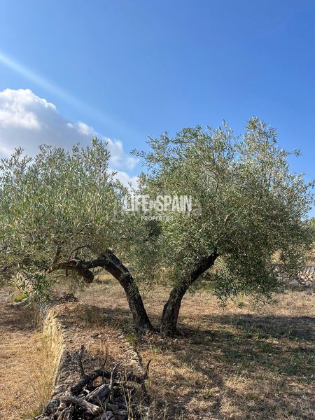 Foto c3af0514-a749-41b6-99a3-c0fa6cf5a787. Masia a n/a a Urbanitzacions Tortosa