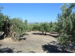 Finca r�stica en Plaza iglesia 1. Fincas de olivos