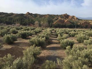 Terreny residencial a Guadix. Finca con gran cantidad de agua