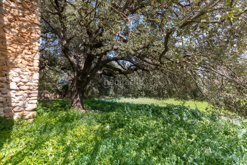Foto e16c77fe-e199-449f-8bb5-1a81b8fb6450. Finca rústica a Artà poble Artà