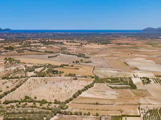 Rural plot in Petra. Parcela rural con mucho potencial en venta en petra, mallorca