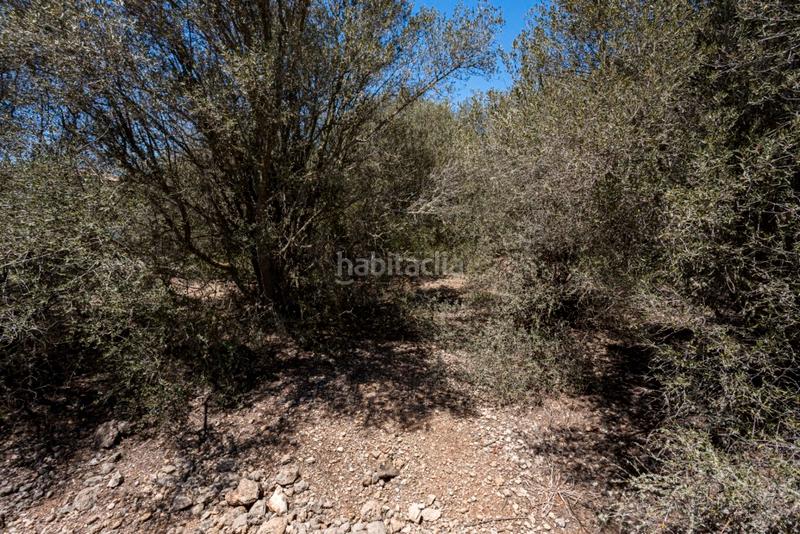 Foto 3d692367-a1f6-4ae1-bc91-000a2ab3b39a. Fondo rustico in Sa Cabaneta Marratxí