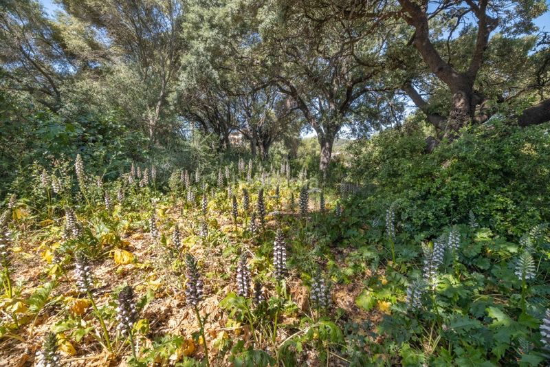 Foto d7a60186-4e6c-4878-bbfd-9450b9ec58d2. Finca rústica a Pollença poble Pollença