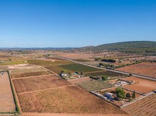 Finca rústica a Santa Eugènia. Parcela rústica con proyecto de chalet y viñedo en venta en sant