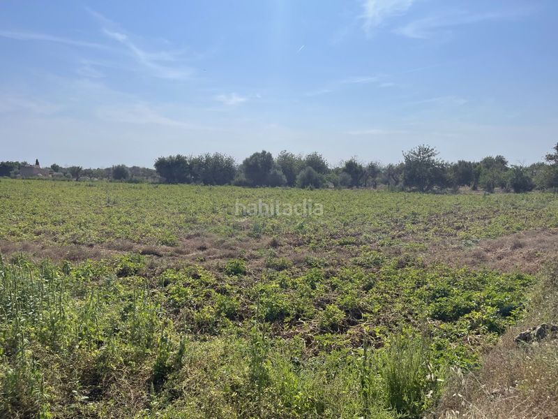 Foto a13a21bc-c688-4233-8a37-746142e54505. Finca rústica a Búger