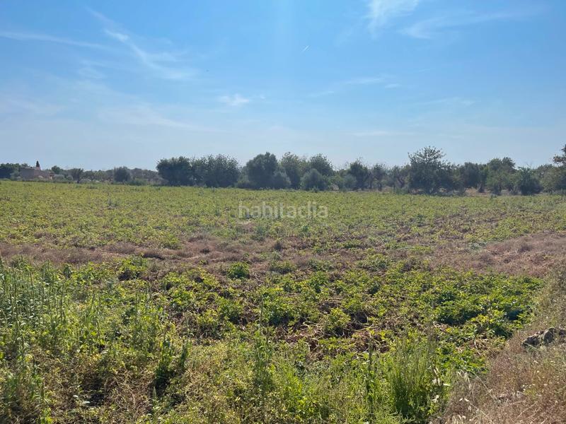 Foto a13a21bc-c688-4233-8a37-746142e54505. FInca rústica a Zona Periurbana Inca