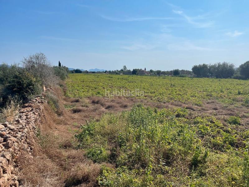 Foto c25922d9-4970-493b-a9da-123a5c3e3529. FInca rústica a Zona Periurbana Inca