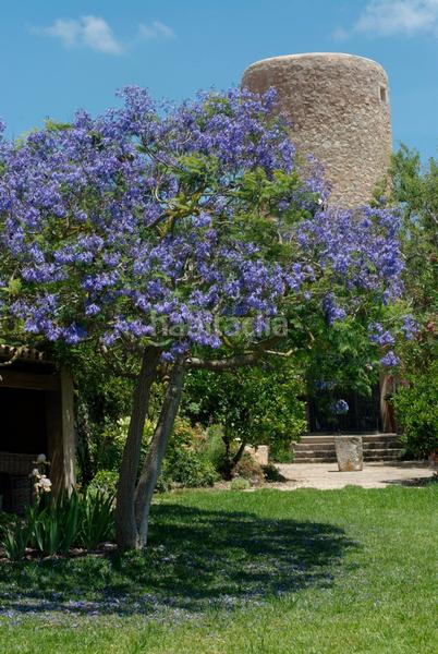 Foto 32fb2948-3867-40b6-940f-21ead7142995. Bauernhof mit heizung pool in Felanitx poble Felanitx