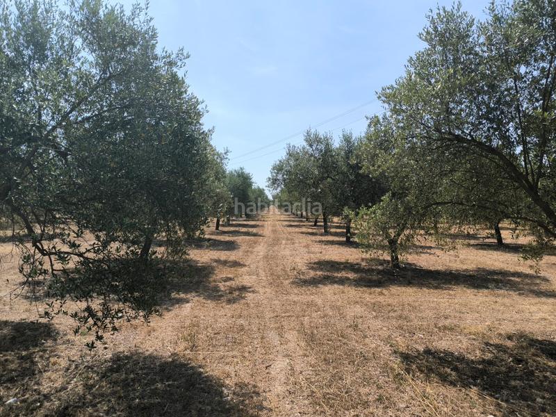 Foto 0c7e76c8-b94e-4db1-9de2-3f444345ef88. Masia amb piscina a Llubí