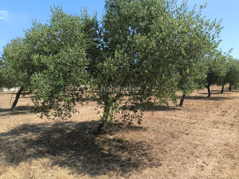 Foto d70998f5-ec0c-422f-b6df-bd3f4fd3ea2a. Masia amb piscina a Llubí