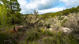 Rural plot in Puigpunyent. Excelente parcela en venta en una zona idílica de en galilea, pu