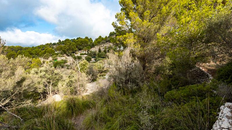 Foto 1bb7116a-34e2-42db-8a40-36c9284a065a. Landgut in Puigpunyent