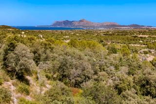 Propriété à Pollença Poble. Excelente solar urbanizable en venta en el golf de pollensa, mal