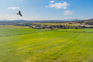 Finca rústica a Manacor Centre. Parcela perfecta con proyecto para construir la casa de sus sueñ