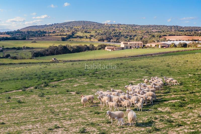 Foto cd993889-2572-424b-99c5-908fbd29a1e6. Casale con parcheggio in Manacor centre Manacor