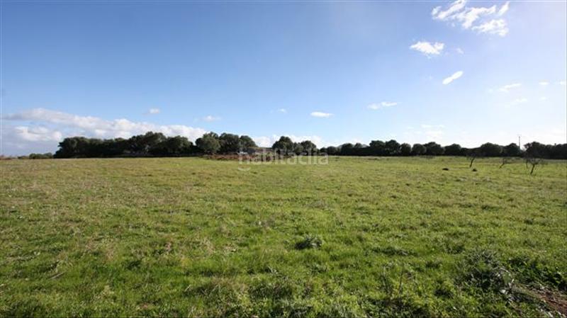 Foto d503d6dc-16d0-4c2f-a3f1-4e60d6b1f3d2. Propriété dans Pollença poble Pollença