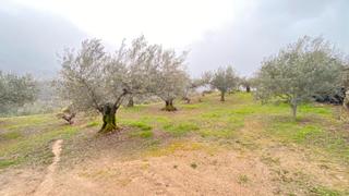 Finca rústica  N/a. Finca de olivos cercana al pueblo - hervas 15.000 m2 pvp 49.000€