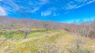 Finca rústica a N/a. Finca de cerezos temprana 13.000 m2 ecologica